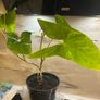 Flower indoor Philodendron Image 9
