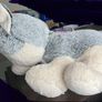 Harley the Husky Image 2