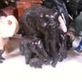 Elephant collection Image 10