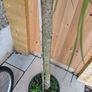 Pinus pinea italian stone pine half standard Image 3