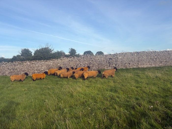 Pedigree registered suffolk ram lambs