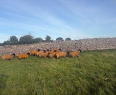 Pedigree registered suffolk ram lambs