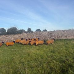 Pedigree registered suffolk ram lambs