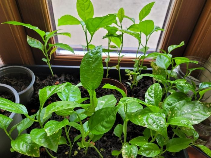 Passion fruit plants