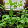 Passion fruit plants Image 2