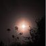 photinia1