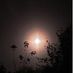 photinia1