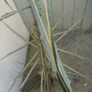 New Zealand shrub/ tree Image 2
