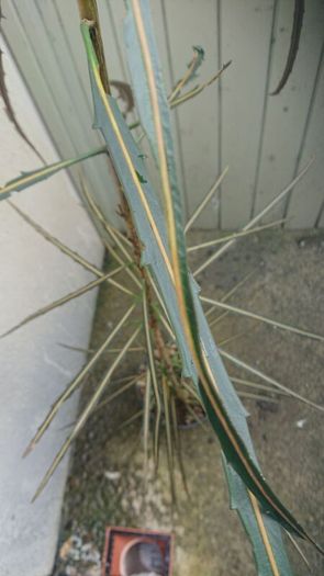 New Zealand shrub/ tree
