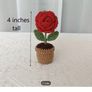 Rose Image 3