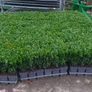 Box Hedging Image 2
