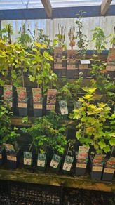 Fruit Bushes