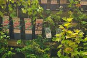 Fruit Bushes