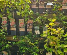 Fruit Bushes