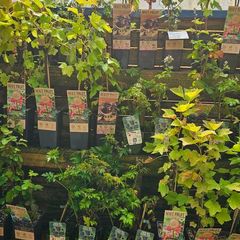 Fruit Bushes