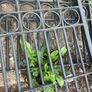 entrance gates Image 6