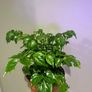 China Doll Plant Image 3