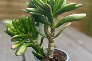 Spoon Jade plant