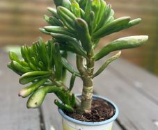 Spoon Jade plant