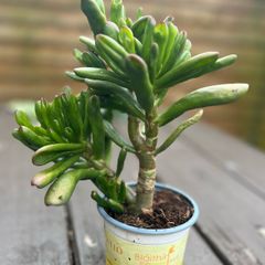 Spoon Jade plant