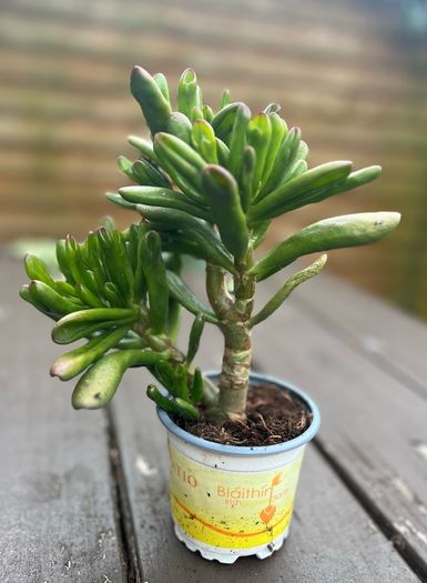 Spoon Jade plant