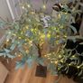Olive tree with lights Image 4