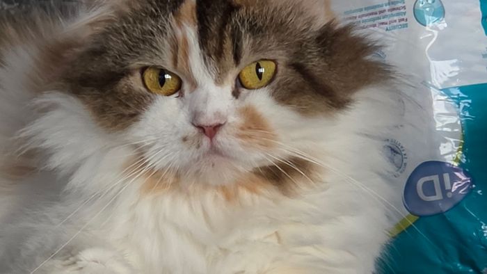 cat