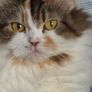 cat Image 2