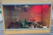 Reptile Vivarium