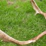 Real Naturally Fallow Deer Antlers On A Skull (trophy Taxidermy) Image 6