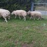 Beltex Hogget Ram Image 3