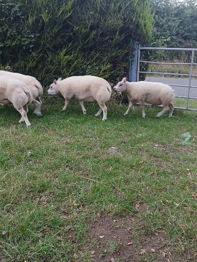 Beltex Hogget Ram