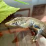 Peerage Brass Lizard Post War 1950s 25 cm Image 7