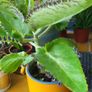 Kalanchoe Daigremontia. Mother of thousands young plant Image 4