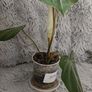 Philodendron Gloriosum Image 4