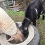 Pygmy goat female - Image 4
