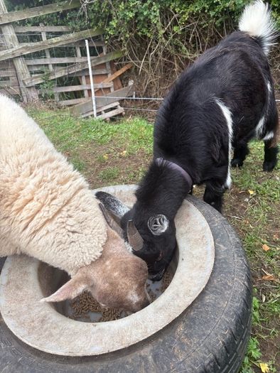 Pygmy goat female -