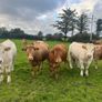 Organic Cattle Image 7