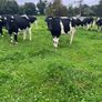 High EBI incalf heifers Image 6
