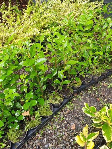 Golden and Green Privet Hedging One Euro