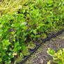 Privet Hedging Image 2