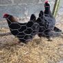 Fertile Hatching Eggs Image 9