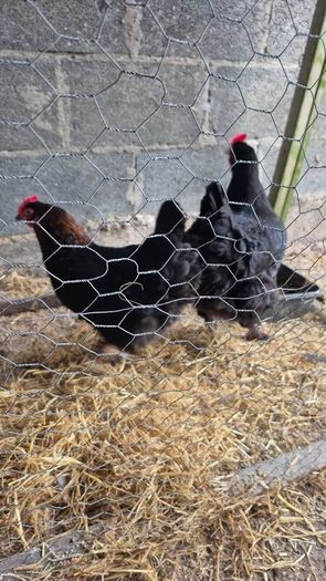 Fertile Hatching Eggs