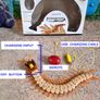Moving toy Sentipede (Scolopendra Gigantea) (G01) Image 2