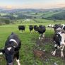 Maiden heifers Image 4