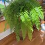 boston fern Image 2