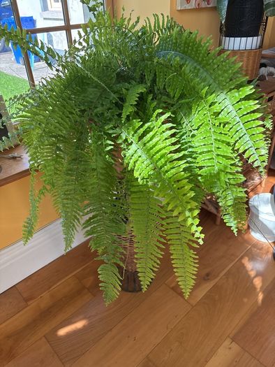 boston fern