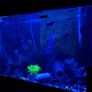 Two Fluval fish tanks and a unit including all accessories required Image 7
