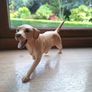 Golden retreiver figurine Image 3