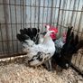 Japanese bantam pairs Image 2
